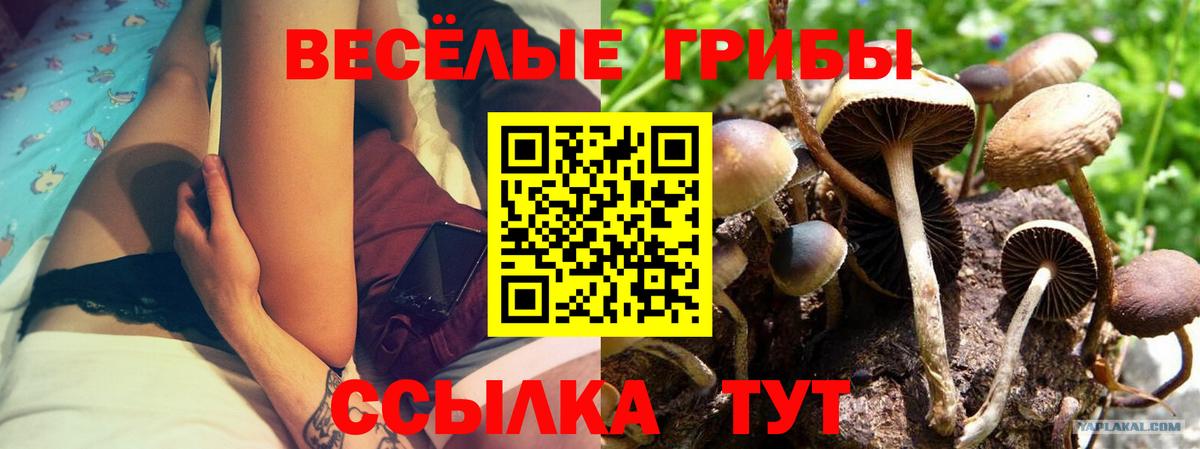 Галлюциногенные грибы Psilocybe  Ярославль 